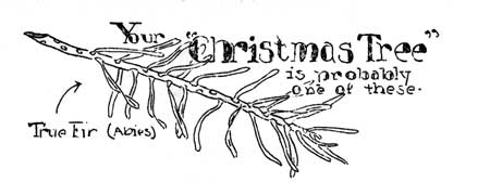 Your 'Christmas Tree' is Probably One of These, True Fir