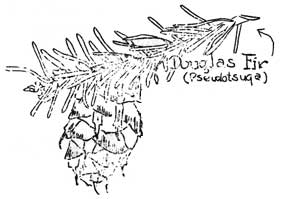 Douglas Fir