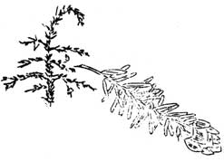 Hemlock