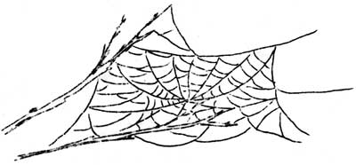 spider web