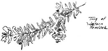 twig of Wester Hemlock