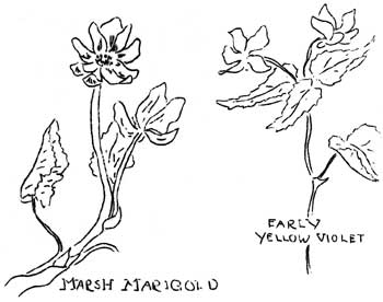 marsh marigold and early yellow violet