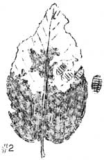 larvae