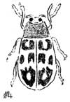 adult beetle