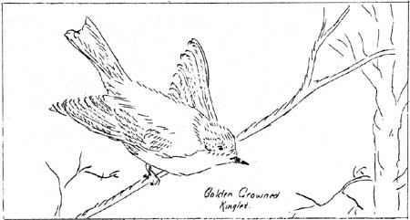 Eastern Golden-Crowned Kinglet