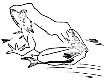 adult frog