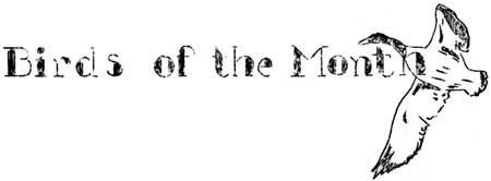 Birds of the Month