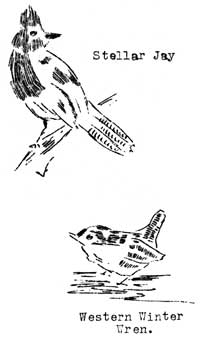 stellar jay and western winter wren