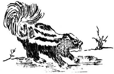skunk