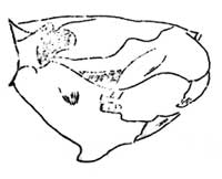 beaver skull
