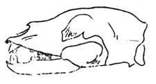 bear skull