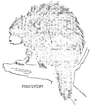 porcupine