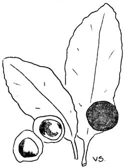 willow leaf gall