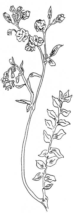 Jacob's Ladder