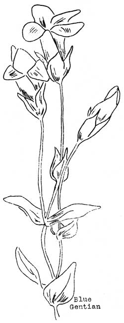 Blue Gentian