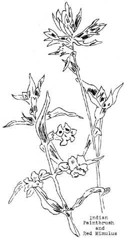 Indian Paintbrush and Red Mimulus