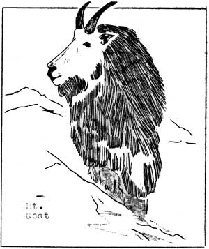 mountain goat