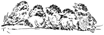 sketch of young birds