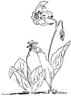 avalanche lily, queen's cup