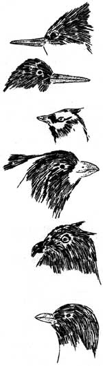 birds beaks