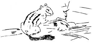 sketch of ground squirrel