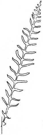 Deer fern
