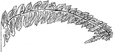 Deer Fern