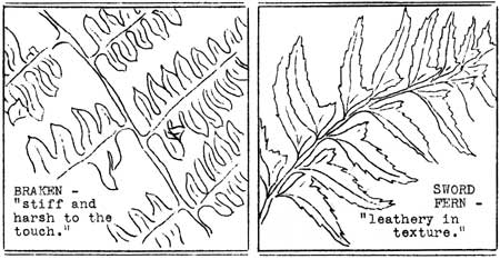 Braken and Sword Ferns