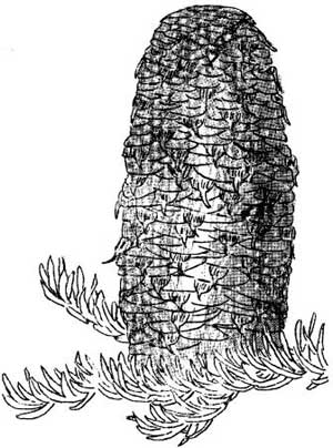 sketch of noble fir cone