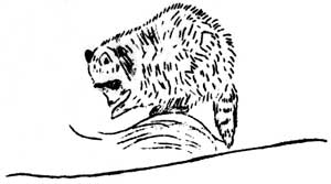 racoon