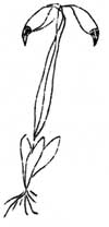 Drummond's Mnium