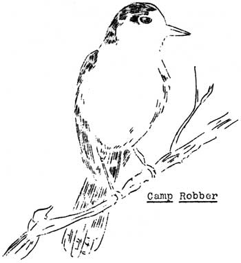camp robber