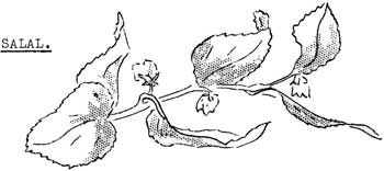 salal