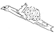 egg mass