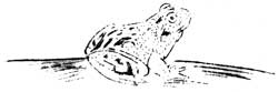 frog