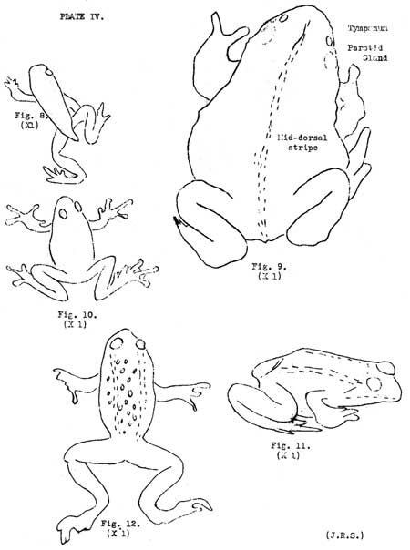 Toads and Frogs (Plate IV)