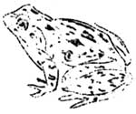 frog