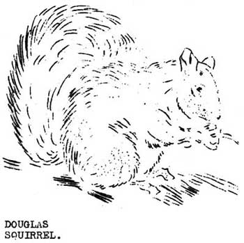 Douglas Squirrel