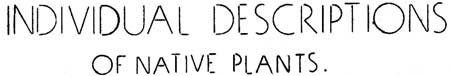 Individual Descriptions of Native Plants