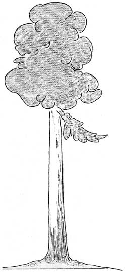 sketch of tree