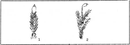 methods of branching