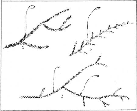 methods of branching