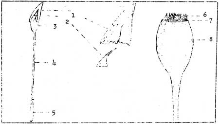 parts of the moss sporophyte