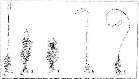 types of seta