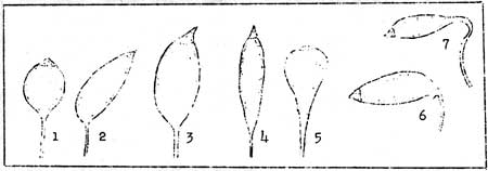 types of capsules