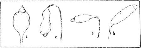 types of capsules