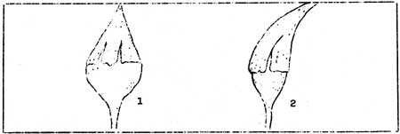 types of calyptra