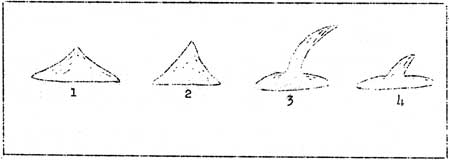 types of opercula
