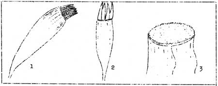 types of peristomes