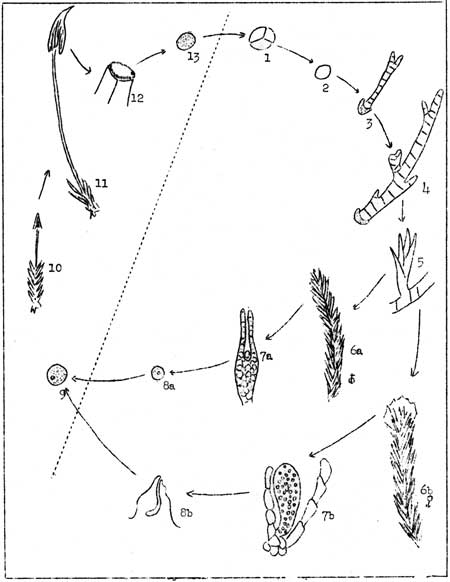 sketch showing Alternations of generations